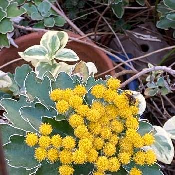 多年草 宿根草の投稿画像一覧 Greensnap グリーンスナップ