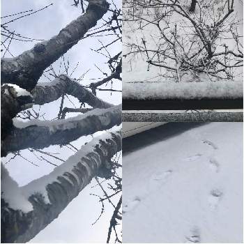 さくらんぼの木♡の画像 by 花土葉さん | 小さな庭と笑ってねと今日も笑顔で♡と雪を被って♡とさくらんぼの木♡
