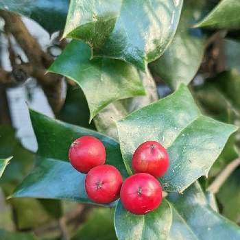 クリスマスホーリーの実の投稿画像一覧 Greensnap グリーンスナップ