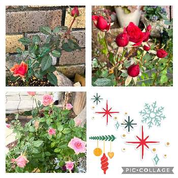 そろそろ冬支度の画像 by ピオニーさん | 小さな庭と冬バラとそろそろ冬支度とバラの冬のお手入れ