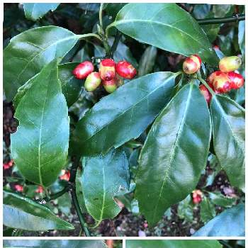 林縁の画像 by ケントさん | アオキとアオキの赤い実とあっ火曜日と散歩と庭木と真っ赤な火曜日と秋の実と赤い実と林縁