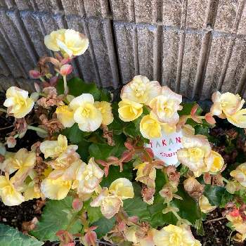 エラチオール ベゴニア リーガース ベゴニア の投稿画像一覧 Greensnap グリーンスナップ