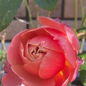 ドリュの画像 by なおさん | 小さな庭とバラ　ピンクビンテージと植物愛がとまらないとよろしくお願いしますとばら バラ 薔薇と毎日ローズショーと薔薇に魅せられてとマイガーデンとピンク❤︎ピンクと大好きと小さな花壇とおうち園芸と植中毒とドリュと可愛いとガーデニングとバラが好きと花のある暮らしとバラ・ミニバラとバラを楽しむ