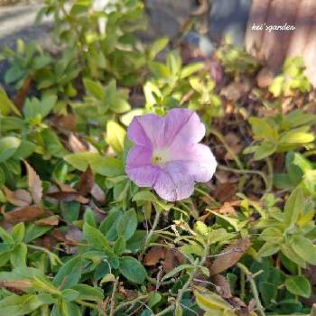 ペチュニア桃色吐息の投稿画像一覧 Greensnap グリーンスナップ