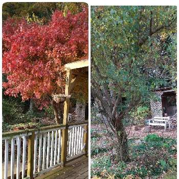 秋の庭の画像 by ポピーさん | テラスと秋の庭とモミジの紅葉