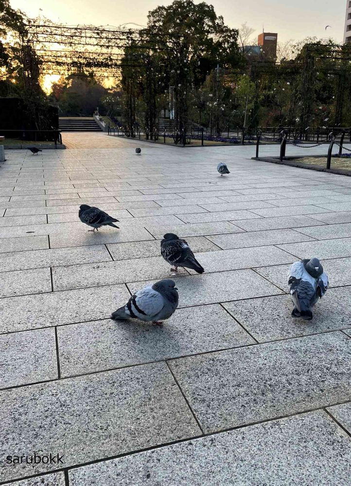 サルボックさんの山下公園への投稿