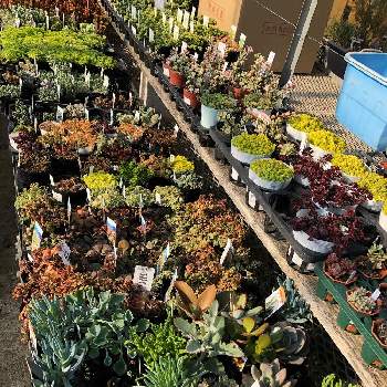 いつもの花屋さんの投稿画像一覧 Greensnap グリーンスナップ