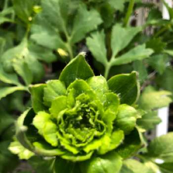 いつもの花屋さんの投稿画像一覧 Greensnap グリーンスナップ