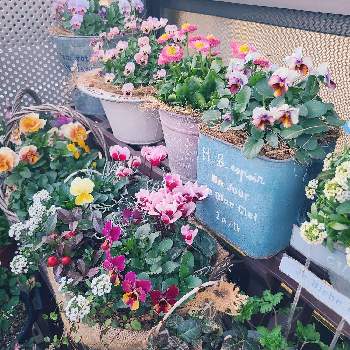 カゴの画像 by ゆー☆さん | バルコニー/ベランダと寄せ植えとカゴとおうち園芸とブリキ鉢と花のある暮らし