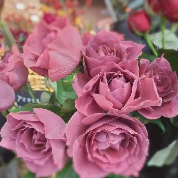 薔薇の切り花の画像 by さちさん | お出かけ先と薔薇  ブラックティーとお気に入りの お花屋さんとすてき…♡と薔薇の切り花