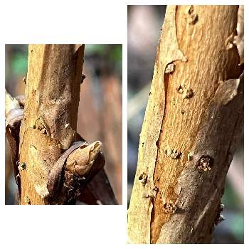 先日撮影の画像 by わすれなぐささん | タマアジサイの樹皮とタマアジサイの側芽と落葉低木と在来種と家の近くと先日撮影