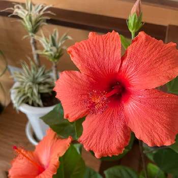 大輪の花の投稿画像一覧 Greensnap グリーンスナップ