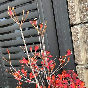 ドウダンツツジの紅葉の画像 by フミさん | 小さな庭とあっ火曜日とドウダンツツジ✨とドウダンツツジの紅葉とおうち園芸と赤い葉っぱと真っ赤な火曜日