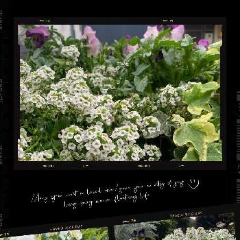 スイートアリッサム 白の画像 by momoさん | 小さな庭とお庭のお花と今日のお花とスイートアリッサム 白と元気もらえると花のある暮らしとアリッサム♡と白い花とお花は癒しと毎日楽しく