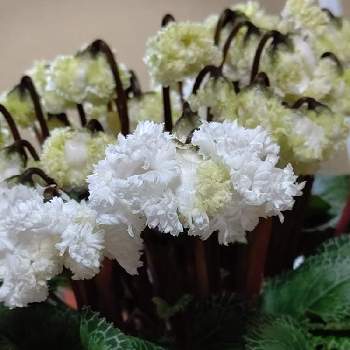 シクラメン  スワンの画像 by クリスさん | シクラメン  スワンとシクラメンと部屋用と美しい花とフリフリ  シクラメンとかわいいと白い花と素敵