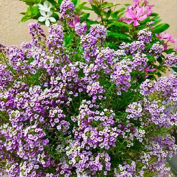 スイートアリッサム 紫の画像 by ヨウコさん | 広い庭と過去picとありがとね♡とびっくり育ちすぎとスイートアリッサム 紫と何時もありがとうと日本を元気に♡