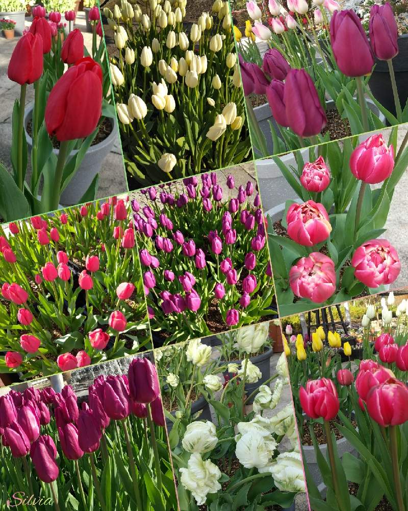 アイスチューリップの投稿画像 By Silviaさん 開花と花のある暮らしと植物公園と草津市立水生植物公園みずの森とアイスチューリップ コロンブスとアイスチューリップ ラップトップとアイスチューリップ スーパーパーロットとお出かけ先と開花と花のある暮らしと植物公園