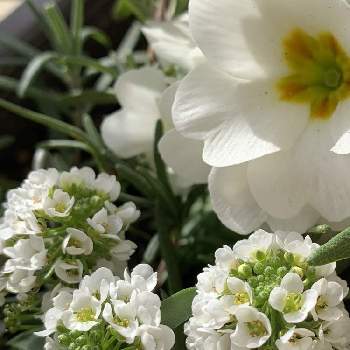 スイートアリッサム 白の画像 by アリンコさん | バルコニー/ベランダと今日のお花♡とベランダガーデニングと花のある暮らしと白いお花♡とスイートアリッサム 白