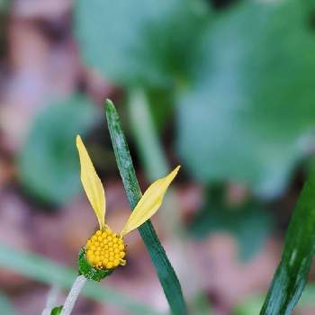 石蕗の花 つわのはな の投稿画像一覧 Greensnap グリーンスナップ