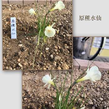 原種水仙の投稿画像一覧 Greensnap グリーンスナップ
