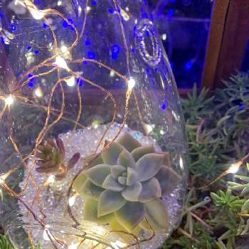 クリスマスイルミネーションの画像 by EMIさん | お出かけ先と多肉植物と花のある暮らしと素敵な色とクリスマスイルミネーション