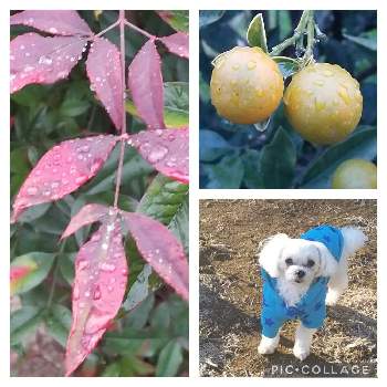 南天の葉の画像 by めいさん | お出かけ先と紅葉（こうよう）と南天の葉と きんかんと今日の愛犬と水滴の水曜日