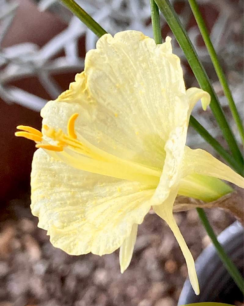 水仙の投稿画像 By 優貴さん 原種系水仙とスイセンとナルキッススと小さな庭と横山園芸とおきにいり と今日のお花 と原種水仙 ロミエウシーと横山園芸とおきにいり と今日のお花 と原種水仙 ロミエウシー 21月12月22日 Greensnap グリーンスナップ