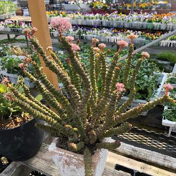 いつもの花屋さんの投稿画像一覧 Greensnap グリーンスナップ