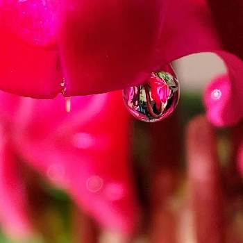 しずく＊の画像 by オリーブの葉さん | シクラメンとガーデンシクラメンと庭の花としずくと水滴の水曜日と赤いお花＊とシクラメンORとしずく＊とオリのお庭＊と赤い魅惑