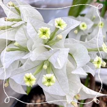 ブーゲンビリア 白の投稿画像一覧 Greensnap グリーンスナップ