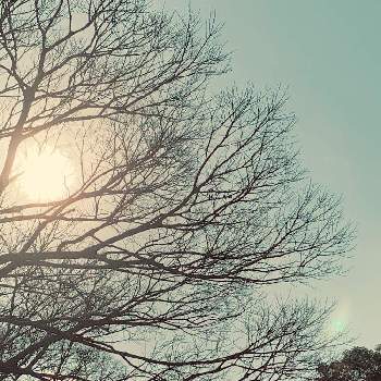カワイイ葉っぱの画像 by @6033さん | お出かけ先と欅(ケヤキ)と逆光と葉っぱとpicと冬の木とカワイイ葉っぱとお散歩とスーパーの帰り道とiPhone撮影