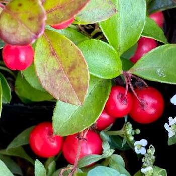 自宅にて♬の画像 by CIITA GARDENさん | エントランスとチェッカーベリーと花のある暮らしと赤い果実と自宅にて♬