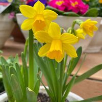 スイセン,水仙,黄色い花,今日のお花の画像