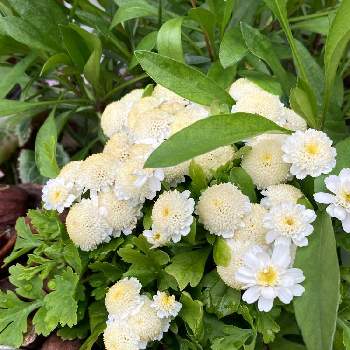 フランス小菊（マトリカリア）の画像 by よくばりガーデナー みるちゃんねるさん | 小さな庭とフランス小菊（マトリカリア）と寄せ植えと開花中と成長
