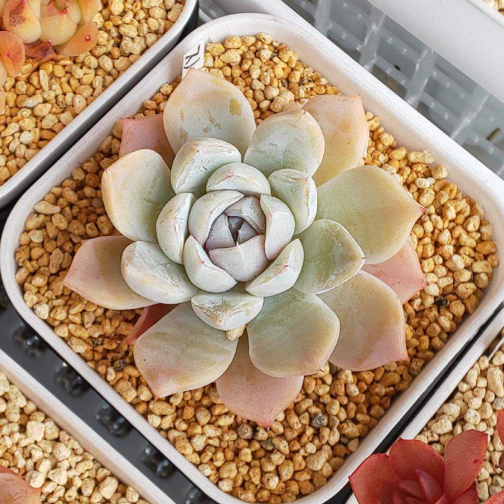 多肉植物　スノーバニー スノーバニー – 多肉植物の通販・販売サイト tawawa