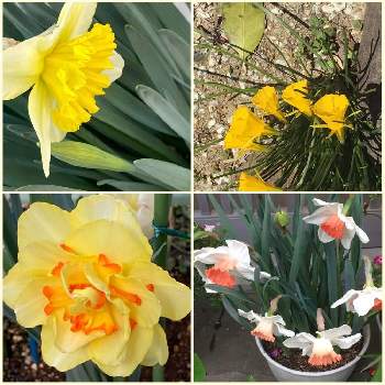 ペチコートスイセンの投稿画像一覧 Greensnap グリーンスナップ