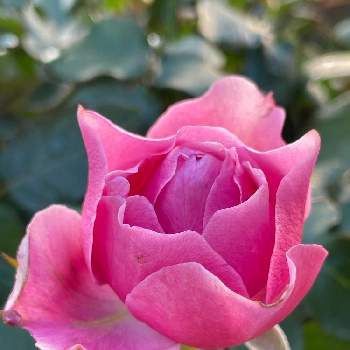 もうすぐクリスマス❤️の画像 by おんぷ11 ♪さん | ばら バラ 薔薇と可憐ときれいとはなのある暮らしと自宅の庭と感謝を込めてとかわいいともうすぐクリスマス❤️と素敵とたのしみ♡