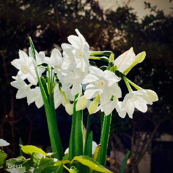 白い花が好きの画像 by Doraさん | 小さな庭と香り水仙ジーバとおうち時間と白い花が好きと植物が好き♡と植中毒と今日のお花と花のある暮らし