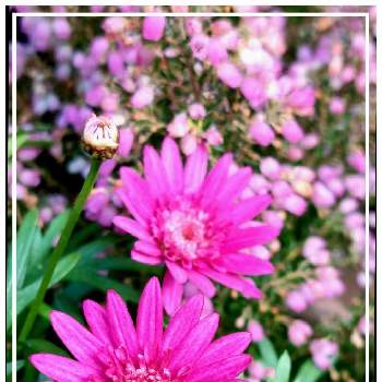 マーガレットの花の画像 by みいちゃんさん | 好きな色と好きな色❤とマーガレット☆とマーガレット♡とマーガレットの花とマーガレット♪