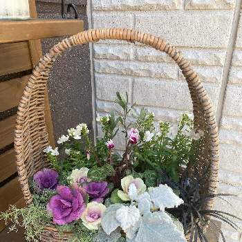 コンボルブルス クネオルム の投稿画像一覧 Greensnap グリーンスナップ コンボルブルス クネオルム の投稿画像一覧 Greensnap グリーンスナップ