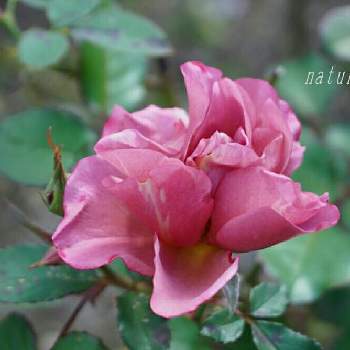 2021nature´s  roseの画像 by ナチュレ＊さん | 広い庭とバラ あおいと薔薇愛同盟と水曜ローズショーとありがとう❤️とお大事に❤とバラのある暮らしとナチュラルガーデンとローズファームケイジと和薔薇と2021 GSでバラ園とバラが好きと花のある暮らしと2021nature´s  rose