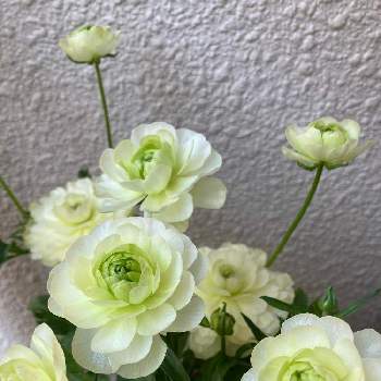 ラナンキュラス ラックス ニノスの投稿画像一覧 Greensnap グリーンスナップ