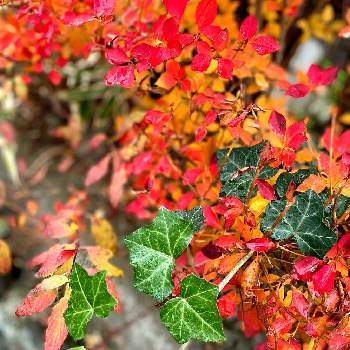 ドウダンツツジの紅葉の画像 by applehoneyさん | お出かけ先とドウダンツツジの紅葉とアイビー❇︎と真冬日と紅葉（こうよう）と散歩道