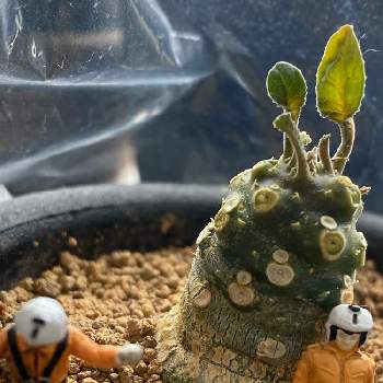 根塊植物の画像 by tocoさん | 窓辺とドルステニア・フォエチダと根塊植物とおうち園芸