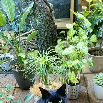 猫と緑のある暮らしの画像 by 59・60・Mさん | 小さな庭と猫と暮らすと猫と植物と暮らすと猫と緑のある暮らしとにゃんにゃん祭り