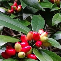 アオキ,アオキの赤い実,赤い実,雌雄異株,ガリア科の画像