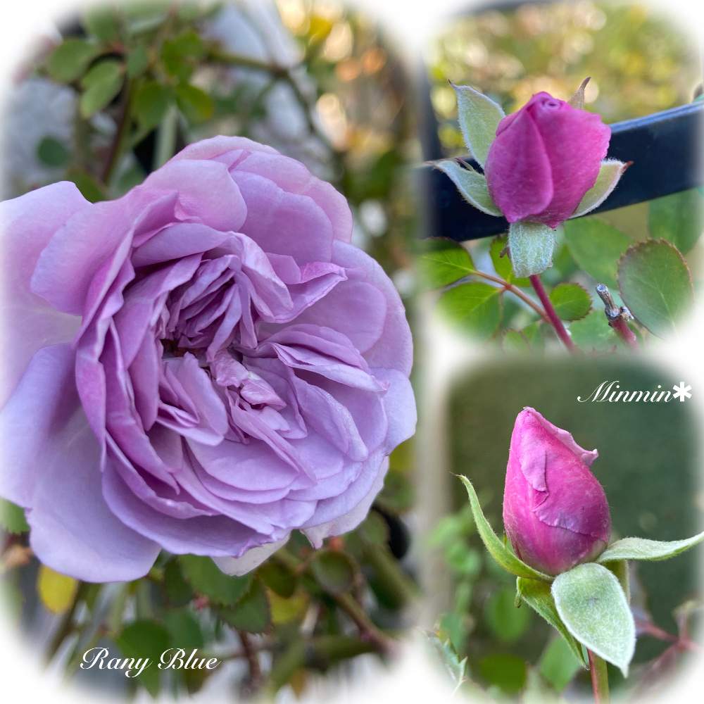 バラ レイニー ブルーの投稿画像 By みんみんさん ばら バラ 薔薇とおうち園芸と紫のバラとガーデニングと花のある暮らしとレイニー ブルー と小さな庭と水曜ローズショーと毎日ローズショーとばら バラ 薔薇とおうち園芸と紫のバラとガーデニングと花のある暮らしと
