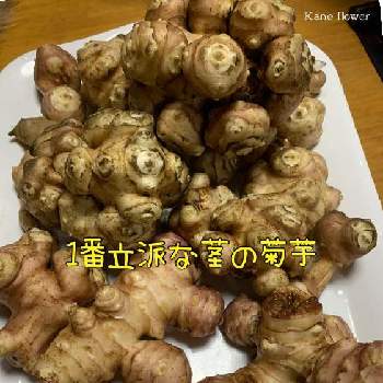 菊芋,チーマ・ディ・ラーパ,菊芋2種類,家庭菜園,埼玉県の画像