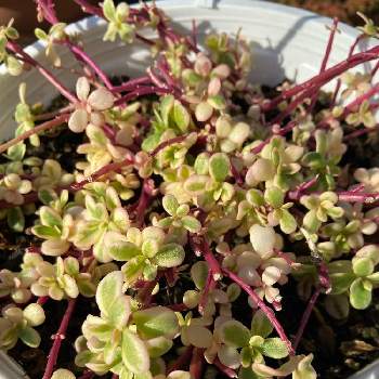 ポーチュラカ マジカルキューティーの投稿画像一覧 Greensnap グリーンスナップ