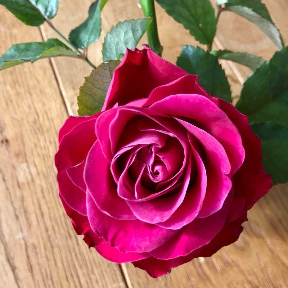 随時更新 バラ の挿し木 21冬開始 Greensnap グリーンスナップ 随時更新 バラ の挿し木 21冬開始 Greensnap グリーンスナップ